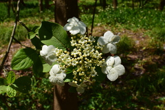 Viburnum macrocephalum