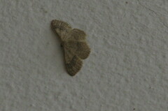 Idaea aversata