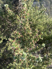 Cliffortia ruscifolia