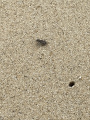 Cicindela hirticollis