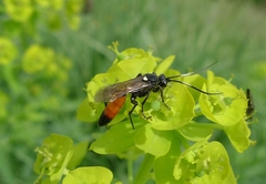 Ichneumonidae