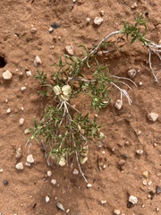 Zinnia acerosa