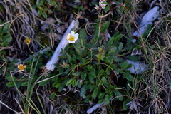 Dryas octopetala