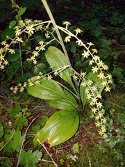 Veratrum