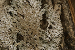 Physconia subpallida