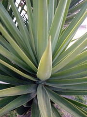 Furcraea andina