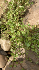 Caryophyllaceae
