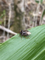 Pentatoma rufipes