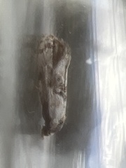 Neocochylis hybridella