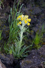 Tephroseris palustris