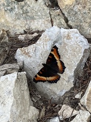 Aglais milberti