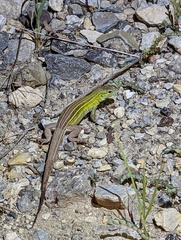 Aspidoscelis sexlineatus