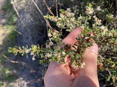 Ceanothus bolensis
