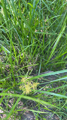 Cyperus esculentus