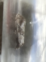 Neocochylis hybridella