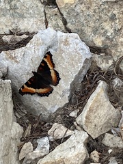 Aglais milberti