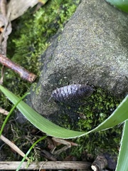 Oniscus asellus