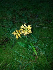 Platanthera ciliaris