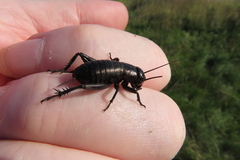 Gryllus campestris