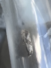 Neocochylis hybridella