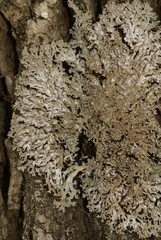 Physconia subpallida