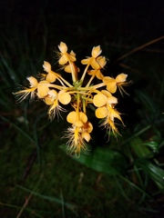 Platanthera ciliaris