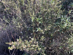 Ceanothus bolensis
