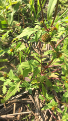 Bidens tripartita
