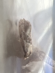 Neocochylis hybridella