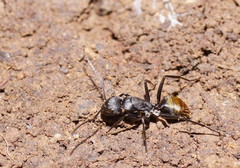 Camponotus aeneopilosus