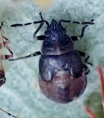 Kleidocerys resedae