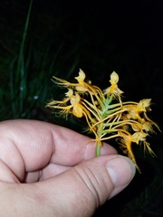 Platanthera ciliaris