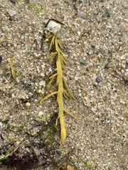 Ascophyllum nodosum