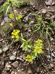 Erysimum cheiranthoides