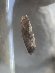 Neocochylis hybridella