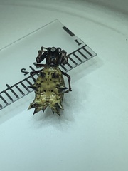 Micrathena gracilis