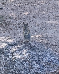 Callospermophilus lateralis