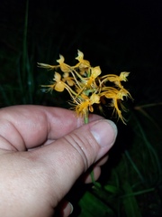 Platanthera ciliaris