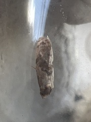 Neocochylis hybridella