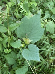 Vitaceae