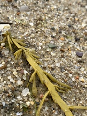 Ascophyllum nodosum
