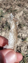 Serpentes