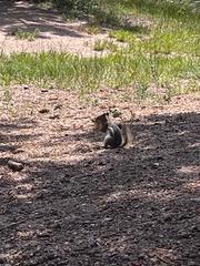 Callospermophilus lateralis