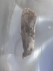 Neocochylis hybridella