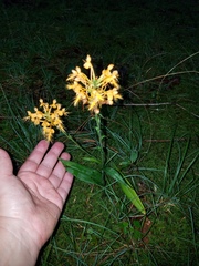 Platanthera ciliaris