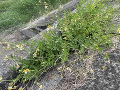 Bidens alba