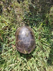 Chrysemys picta marginata