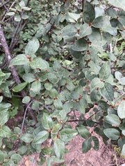 Shepherdia canadensis