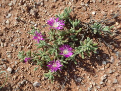 Drosanthemum