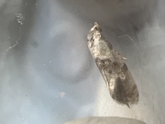 Neocochylis hybridella